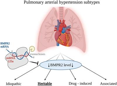 Biomarker-based approach to determine etiology and severity of pulmonary hypertension: Focus on microRNA